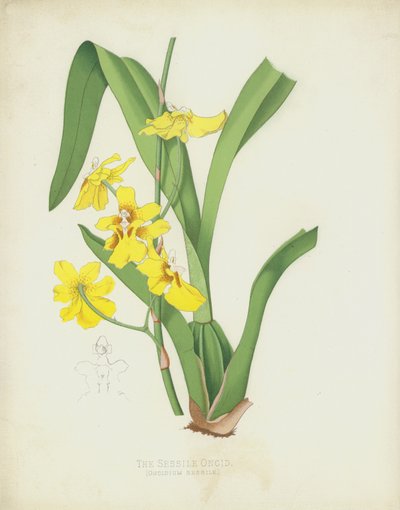 Sessile Oncid、Oncidium Sessile 作： English School